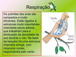 Respiração
Os pulmões das aves são
compactos e muito
eficientes. Estão ligados à
estruturas muito importantes
chamadas sacos aéreos,
que trabalham para a
diminuição da densidade da
ave durante o vôo. Na base
da traquéia há uma estrutura
chamada siringe, com
músculos vocais,
responsáveis pelo canto.

 