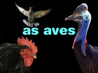 as aves

 