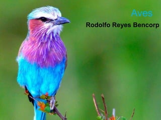 Aves
Rodolfo Reyes Bencorp
 