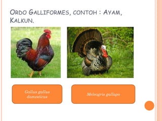ORDO GALLIFORMES, CONTOH : AYAM,
KALKUN.
Gallus gallus
domesticus
Meleagris gallapo
 