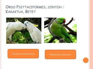 ORDO PSITTACIFORMES, CONTOH :
KAKAKTUA, BETET
Cacatua moluccensis Psittacula alexandri
 