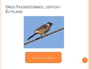 ORDO PASSERIFORMES, CONTOH :
KUTILANG.
Pycnonotus aurigaster
 