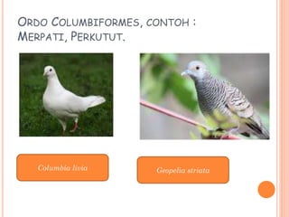 ORDO COLUMBIFORMES, CONTOH :
MERPATI, PERKUTUT.
Columbia livia Geopelia striata
 