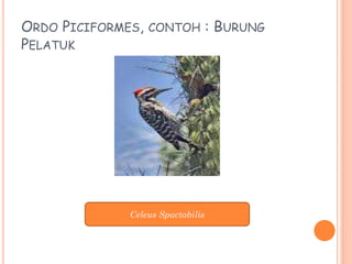 ORDO PICIFORMES, CONTOH : BURUNG
PELATUK
Celeus Spactabilis
 