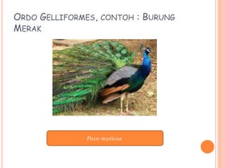 ORDO GELLIFORMES, CONTOH : BURUNG
MERAK
Pavo muticus
 