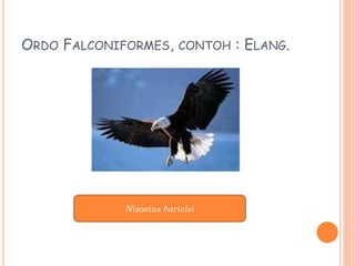 ORDO FALCONIFORMES, CONTOH : ELANG.
Nisaetus bartelsi
 