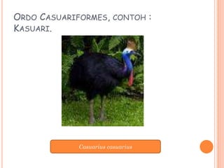 ORDO CASUARIFORMES, CONTOH :
KASUARI.
Casuarius casuarius
 