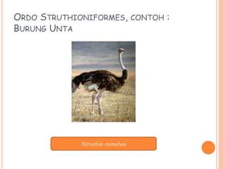 ORDO STRUTHIONIFORMES, CONTOH :
BURUNG UNTA
Struthio camelus
 