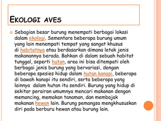 EKOLOGI AVES
 Sebagian besar burung menempati berbagai lokasi
dalam ekologi. Sementara beberapa burung umum
yang lain menempati tempat yang sangat khusus
di habitatnya atau berdasarkan dimana letak jenis
makanannya berada. Bahkan di dalam sebuah habitat
tunggal, seperti hutan, area ini bisa ditempati oleh
berbagai jenis burung yang bervariasi, dengan
beberapa spesies hidup dalam hutan kanopi, beberapa
di bawah kanopi itu sendiri, serta beberapa yang
lainnya dalam hutan itu sendiri. Burung yang hidup di
sekitar perairan umumnya mencari makanan dengan
memancing, memakan tanaman, dan membajak
makanan hewan lain. Burung pemangsa mengkhususkan
diri pada berburu hewan atau burung lain.
 