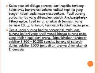  Kelas aves ini diduga berawal dari reptile terbang.
kelas aves berevolusi selama radiasi reptilia yang
sangat hebat pada masa mesozoikum. Fosil burung
purba tertua yang ditemukan adalah Archaeopteryx
lithograpica. Fosil ini ditemukan di German, yang
berusia 150 juta tahun, termasuk kedalam masa jura.
 Jenis-jenis burung begitu bervariasi, mulai dari
burung kolibri yang kecil mungil hingga burung unta,
yang lebih tinggi dari orang. Diperkirakan terdapat
sekitar 8.800 – 10.200 spesies burung di seluruh
dunia; sekitar 1.500 jenis di antaranya ditemukan di
Indonesia.
 