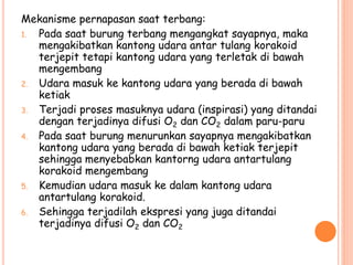 Mekanisme pernapasan saat terbang:
1. Pada saat burung terbang mengangkat sayapnya, maka
mengakibatkan kantong udara antar tulang korakoid
terjepit tetapi kantong udara yang terletak di bawah
mengembang
2. Udara masuk ke kantong udara yang berada di bawah
ketiak
3. Terjadi proses masuknya udara (inspirasi) yang ditandai
dengan terjadinya difusi O2 dan CO2 dalam paru-paru
4. Pada saat burung menurunkan sayapnya mengakibatkan
kantong udara yang berada di bawah ketiak terjepit
sehingga menyebabkan kantorng udara antartulang
korakoid mengembang
5. Kemudian udara masuk ke dalam kantong udara
antartulang korakoid.
6. Sehingga terjadilah ekspresi yang juga ditandai
terjadinya difusi O2 dan CO2
 