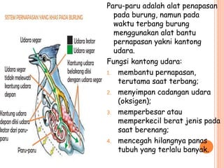Paru-paru adalah alat penapasan
pada burung, namun pada
waktu terbang burung
menggunakan alat bantu
pernapasan yakni kantong
udara.
Fungsi kantong udara:
1. membantu pernapasan,
terutama saat terbang;
2. menyimpan cadangan udara
(oksigen);
3. memperbesar atau
memperkecil berat jenis pada
saat berenang;
4. mencegah hilangnya panas
tubuh yang terlalu banyak.
 