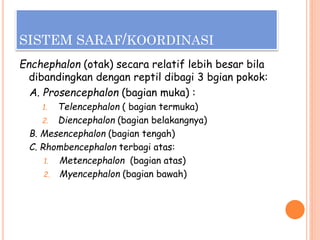 SISTEM SARAF/KOORDINASI
Enchephalon (otak) secara relatif lebih besar bila
dibandingkan dengan reptil dibagi 3 bgian pokok:
A. Prosencephalon (bagian muka) :
1. Telencephalon ( bagian termuka)
2. Diencephalon (bagian belakangnya)
B. Mesencephalon (bagian tengah)
C. Rhombencephalon terbagi atas:
1. Metencephalon (bagian atas)
2. Myencephalon (bagian bawah)
 