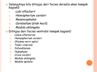  Selanjutnya bila ditinjau dari fecies dorsalis akan tampak
bagian2:
1. Lobi olfactorii
2. Hemispherium cerebri
3. Mesencephalon
4. Cerebellum (otak kecil)
5. Medula oblongata
 Ditinjau dari fecies ventralis tampak bagian2:
1. Lobus olfactorius
2. Hemespherium cerebri
3. Chiasma nervi optici
4. Tuber cinerium
5. Infundibulum
6. Hypophysa
7. Crura cerebri
8. Medula oblongata
9. Medula spinalis
 
