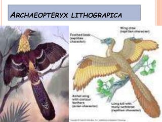 ARCHAEOPTERYX LITHOGRAPICA
 