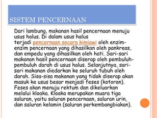 SISTEM PENCERNAAN
Dari lambung, makanan hasil pencernaan menuju
usus halus. Di dalam usus halus
terjadi pencernaan secara kimiawi oleh enzim-
enzim pencernaan yang dihasilkan oleh pankreas,
dan empedu yang dihasilkan oleh hati. Sari-sari
makanan hasil pencernaan diserap oleh pembuluh-
pembuluh darah di usus halus. Selanjutnya, sari-
sari makanan diedarkan ke seluruh tubuh oleh
darah. Sisa-sisa makanan yang tidak diserap akan
masuk ke usus besar menjadi feses (kotoran).
Feses akan menuju rektum dan dikeluarkan
melalui kloaka. Kloaka merupakan muara tiga
saluran, yaitu saluran pencernaan, saluran urin,
dan saluran kelamin (saluran perkembangbiakan).
 