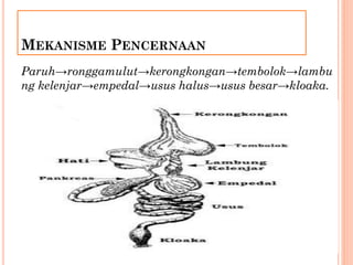 MEKANISME PENCERNAAN
Paruh→ronggamulut→kerongkongan→tembolok→lambu
ng kelenjar→empedal→usus halus→usus besar→kloaka.
 
