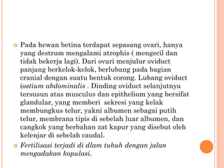  Pada hewan betina terdapat sepasang ovari, hanya
yang destrum mengalami atrophis ( mengecil dan
tidak bekerja lagi). Dari ovari menjulur oviduct
panjang berkelok-kelok, berlubang pada bagian
cranial dengan suatu bentuk corong. Lubang oviduct
(ostium abdominalis . Dinding oviduct selanjutnya
tersusun atas musculus dan epithelium yang bersifat
glandular, yang memberi sekresi yang kelak
membungkus telur, yakni albumen sebagai putih
telur, membrana tipis di sebelah luar albumen, dan
cangkok yang berbahan zat kapur yang disebut oleh
kelenjar di sebelah caudal.
 Fertilisasi terjadi di dlam tubuh dengan jalan
mengadakan kopulasi.
 