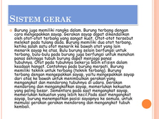 SISTEM GERAK
 Burung juga memiliki rangka dalam. Burung terbang dengan
cara mengepakkan sayap. Gerakan sayap dapat dikendalikan
oleh otot-otot terbang yang sangat kuat. Otot-otot tersebut
melekat pada tulang dada. Burung memiliki dua otot terbang,
ketika salah satu otot menarik ke bawah otot yang lain
menarik sayap ke atas. Bulu burung selain berfungsi untuk
terbang, bulu-bulu pada burung juga berfungsi untuk menahan
panas sehingga tubuh burung dapat menjaga panas
tubuhnya. Otot pada tubuhnya bekerja lebih efisien dalam
keadaan hangat. Contohnya pada burung merpati. Burung
memiliki teknik untuk terbang (teknik terbang). Burung
terbang dengan mengepakkan sayap, yaitu mengepakkan sayap
dari atas ke bawah untuk menimbulkan gerakan yang
mengangkat dan mendorong tubuhnya di udara. Gerakan
mendorong dan mengangkatkan sayap, memerlukan kekuatan
yang paling besar. Sementara pada saat mengangkat sayap,
memerlukan kekuatan yang lebih kecil.Pada saat mengangkat
sayap, burung menempatkan posisi sayapnya ke semula, untuk
memulai gerakan gerakan mendorong dan mengangkat tubuh
kembali.
 