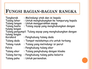 FUNGSI BAGIAN-BAGIAN RANGKA
Tengkorak : Melindungi otak dan isi kepala
Tulang leher : Untuk menghubungkan ke tempurung kepala
Tulang lengan : Untuk menggerakkan sayap
Tulang hasta : Tulang sayap yang menghubungkan dengan
tulang lengan
Tulang pengumpil: Tulang sayap yang menghubungkan dengan
tulang lengan
Korakoid : Penghubung tulang dada
Tulang dada : Tempat melekatnya oto untuk terbang
Tulang rusuk : Tulang yang melindungi isi perut
Pelvis : Penghubung tulang ekor
Tulang ekor : Tulang penghubung dengan kloaka
Tulang kering : Penghubung tulang paha kebetis
Tulang paha : Untuk persendian.
 