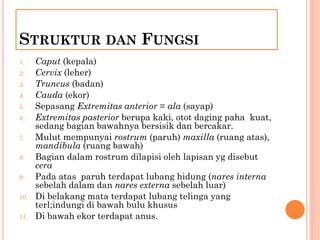STRUKTUR DAN FUNGSI
1. Caput (kepala)
2. Cervix (leher)
3. Truncus (badan)
4. Cauda (ekor)
5. Sepasang Extremitas anterior = ala (sayap)
6. Extremitas pasterior berupa kaki, otot daging paha kuat,
sedang bagian bawahnya bersisik dan bercakar.
7. Mulut mempunyai rostrum (paruh) maxilla (ruang atas),
mandibula (ruang bawah)
8. Bagian dalam rostrum dilapisi oleh lapisan yg disebut
cera
9. Pada atas paruh terdapat lubang hidung (nares interna
sebelah dalam dan nares externa sebelah luar)
10. Di belakang mata terdapat lubang telinga yang
terl;indungi di bawah bulu khusus
11. Di bawah ekor terdapat anus.
 