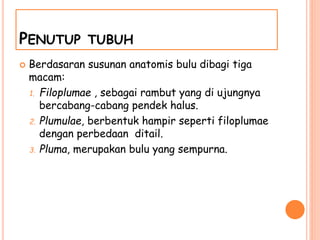PENUTUP TUBUH
 Berdasaran susunan anatomis bulu dibagi tiga
macam:
1. Filoplumae , sebagai rambut yang di ujungnya
bercabang-cabang pendek halus.
2. Plumulae, berbentuk hampir seperti filoplumae
dengan perbedaan ditail.
3. Pluma, merupakan bulu yang sempurna.
 