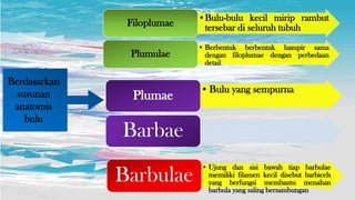 •Bulu-bulu kecil mirip rambut
tersebar di seluruh tubuhFiloplumae
• Berbentuk berbentuk hampir sama
dengan filoplumae dengan perbedaan
detail
Plumulae
• Ujung dan sisi bawah tiap barbulae
memiliki filamen kecil disebut barbicels
yang berfungsi membantu menahan
barbula yang saling bersambungan
Barbulae
•Bulu yang sempurna
Plumae
Barbae
Berdasarkan
susunan
anatomis
bulu
 