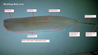 Morfologi Bulu Aves
 