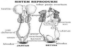 Sistem Reproduksi pada Aves
 