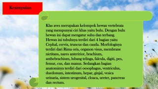 Kesimpulan
Klas aves merupakan kelompok hewan vertebrata
yang mempunyai ciri khas yaitu bulu. Dengan bulu
hewan ini dapat mengatur suhu dan terbang.
Hewan ini tubuhnya terdiri dari 4 bagian yaitu
Cephal, cervix, truncus dan cauda. Morfologinya
terdiri dari Rima oris, organon visus, membrane
nictitans, nares anteririor, brachium,
anthebrachium, lubang telinga, falcula, digiti, pes,
femur, cus, dan manus. Sedangkan bagian
anatominya terdiri dari oesophagus, ventriculus,
duedonum, intestinum, hepar, ginjal, vesica
urinaria, sistem urogenital, cloaca, ureter, pancreas
dan rectum.
 