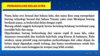 Nama kelas aves berasal dari bahasa latin, dan nama ilmu yang mempelajari
burung ortinology berasal dari bahasa Yunani, yaitu ornis Meskipun burung
berdarah panas, ia berkerabat dekat dengan reptil.
Burung adalah anggota kelompok hewan bertulang belakang (vertebrata) yang
memiliki bulu dan sayap.
Diperkirakan burung berkembang dari sejenis reptil di masa lalu, cakar
depannya memendek dan tumbuh bulu-bulu yang khusus di badannya. Pada
awalnya, sayap primitif yang merupakan perkembangan dari cakar depan itu
belum dapat digunakan untuk terbang, dan hanya membantunya untuk bisa
melayang dari suatu ketinggian ke tempat yang lebih rendah.
Pendahuluan kelas AVES
 