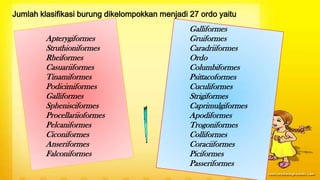 Jumlah klasifikasi burung dikelompokkan menjadi 27 ordo yaitu
Apterygiformes
Struthioniformes
Rheiformes
Casuariiformes
Tinamiformes
Podicimiformes
Galliformes
Sphenisciformes
Procellariioformes
Pelcaniformes
Ciconiformes
Anseriformes
Falconiformes
Galliformes
Gruiformes
Caradriiformes
Ordo
Columbiformes
Psittacoformes
Cuculiformes
Strigiformes
Caprimulgiformes
Apodiformes
Trogoniformes
Colliformes
Coraciiformes
Piciformes
Passeriformes
 