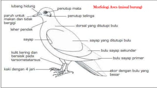 Morfologi Aves (missal burung)
 