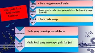 Tetri
ces
•bulu yang menutupi badan
Retri
ces
•bulu yang berada pada pangkal ekor, berfungsi sebagai
kemudi
Remi
ges
•bulu pada sayap
Parapterum
•bulu yang menutupi daerah bahu
Ala
spuria
•bulu kecil yang menempel pada ibu jari
 