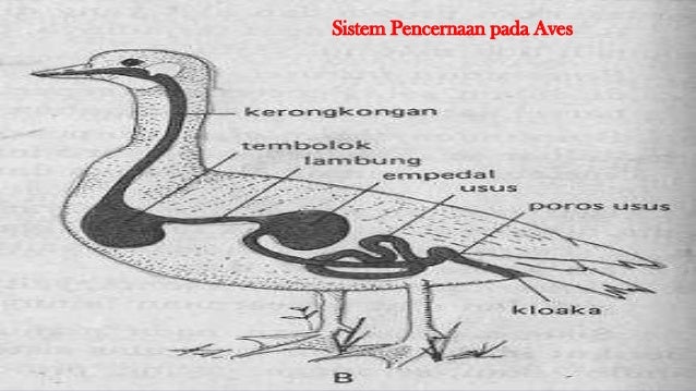 Aves Aves