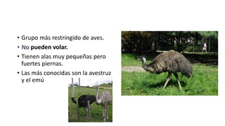 • Grupo más restringido de aves.
pueden volar.
• Tienen alas muy pequeñas pero
fuertes piernas.
• Las más conocidas son la avestruz
y el emú
 