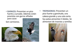 : Presentan un pico
fuerte y curvado. Además están
provistas con garras afiladas
para cazar.
Son carnívoras.
: Presentan un
pico fuerte y ganchudo, una
cabeza grande y una cola corta.
Sus patas presentan 4 dedos. Se
alimentan de insectos y semillas
 