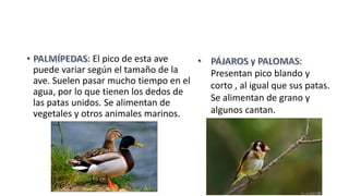 : El pico de esta ave
puede variar según el tamaño de la
ave. Suelen pasar mucho tiempo en el
agua, por lo que tienen los dedos de
las patas unidos. Se alimentan de
vegetales y otros animales marinos.
y :
Presentan pico blando y
corto , al igual que sus patas.
Se alimentan de grano y
algunos cantan.
 