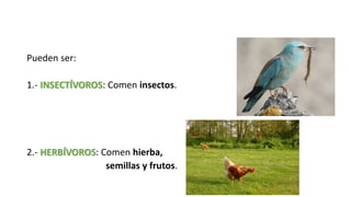 Pueden ser:
1.- INSECTÍVOROS: Comen insectos.
2.- HERBÍVOROS: Comen hierba,
semillas y frutos.
 
