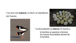 • Las aves son ovíparas, es decir, se reproducen
por huevos.
• La fecundación es interna: El macho y
la hembra se aparean y forman
los huevos fecundados dentro de
la hembra.
 
