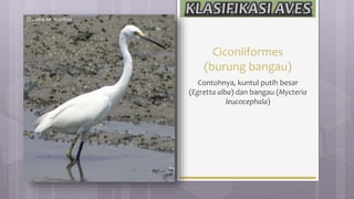 Ciconiiformes
(burung bangau)
Contohnya, kuntul putih besar
(Egretta alba) dan bangau (Mycteria
leucocephala)
 