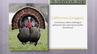 Galiformes (unggas)
Contohnya, kalkun (Meleagris
gallopavo) dan ayam buras (Gallus
domesticus)
 