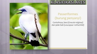 Passeriformes
(burung penyanyi)
Contohnya, beo (Gracula reigiosa)
dan jalak bali (Leucopsar rothschildi)
 