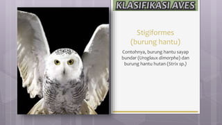 Stigiformes
(burung hantu)
Contohnya, burung hantu sayap
bundar (Uroglaux dimorpha) dan
burung hantu hutan (Strix sp.)
 