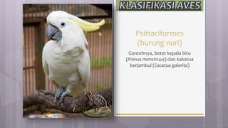 Psittaciformes
(burung nuri)
Contohnya, betet kepala biru
(Pionus menstruus) dan kakatua
berjambul (Cacatua galerita)
 