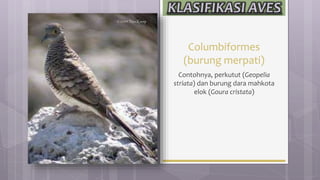 Columbiformes
(burung merpati)
Contohnya, perkutut (Geopelia
striata) dan burung dara mahkota
elok (Goura cristata)
 