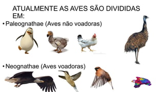 ATUALMENTE AS AVES SÃO DIVIDIDAS
EM:
•Paleognathae (Aves não voadoras)
•Neognathae (Aves voadoras)
 