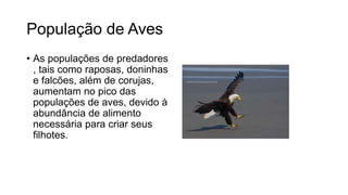 População de Aves
• As populações de predadores
, tais como raposas, doninhas
e falcões, além de corujas,
aumentam no pico das
populações de aves, devido à
abundância de alimento
necessária para criar seus
filhotes.
 