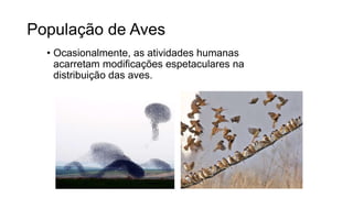 População de Aves
• Ocasionalmente, as atividades humanas
acarretam modificações espetaculares na
distribuição das aves.
 