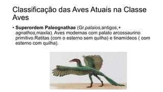 Classificação das Aves Atuais na Classe
Aves
• Superordem Paleognathae (Gr.palaios,antigos,+
agnathos,maxila). Aves modernas com palato arcossaurino
primitivo.Ratitas (com o esterno sem quilha) e tinamídeos ( com
esterno com quilha).
 